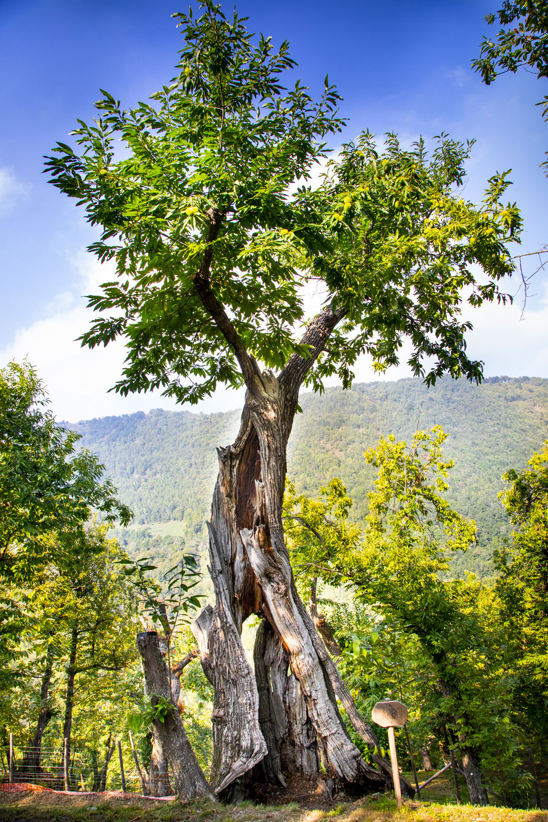albero secolare